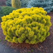  Сосна Pinus mugo 'Dezember Gold'